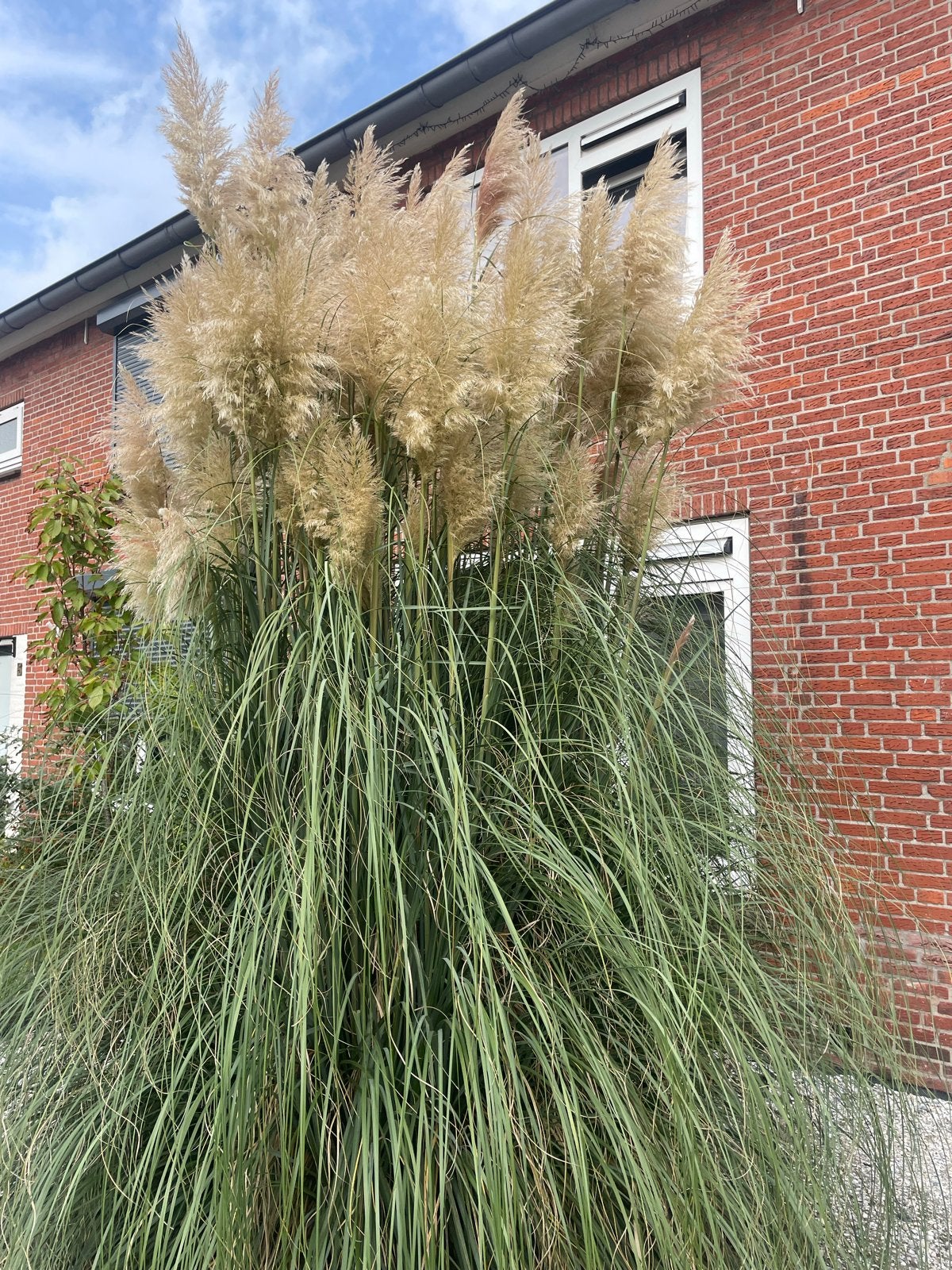 Pampas pluimen te koop, Huis en Inrichting, Ophalen, Nieuw