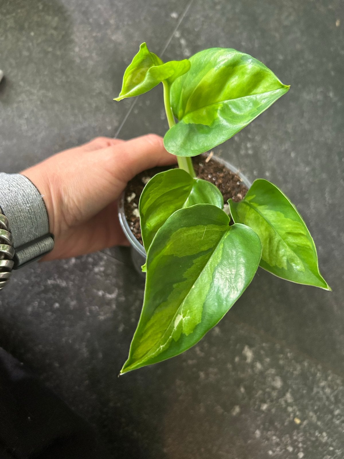 Epipremnum Global Green (nr2), Ophalen of Verzenden, Halfschaduw, Minder dan 100 cm