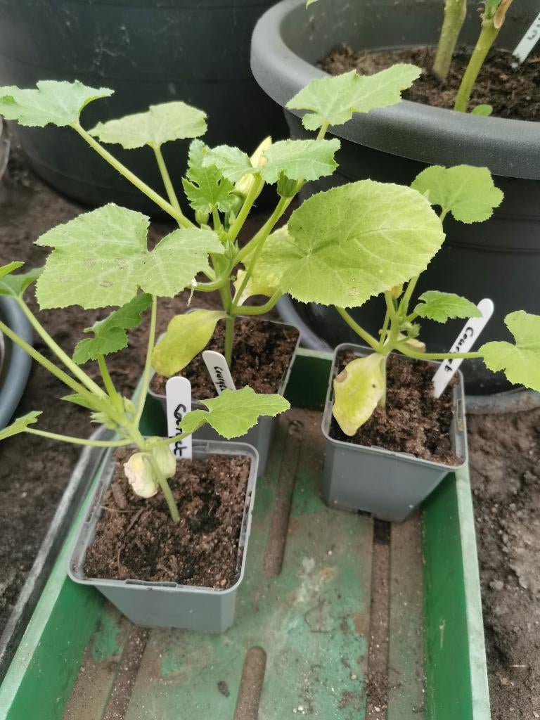 Courgette planten, Ophalen, Volle zon, Groenteplanten, Eenjarig