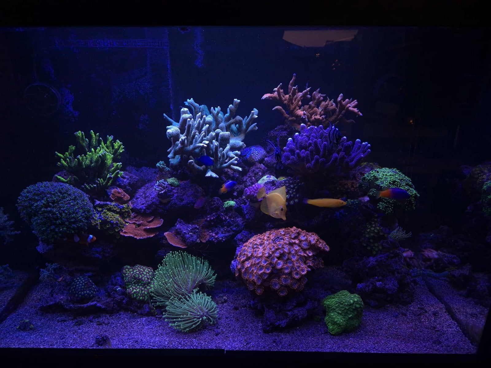 zeewater aquarium aqualife Ocean dream, Dieren en Toebehoren, Ophalen, Zo goed als nieuw, Leeg aquarium, Overige merken