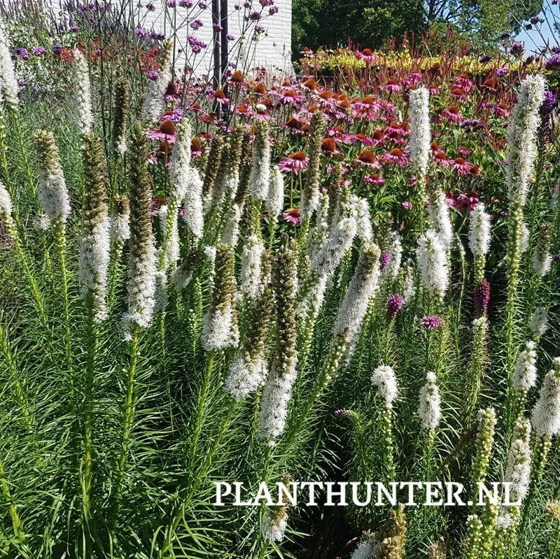 Liatris Alba witte lampenpoetser- afhaal aanbieding., Tuin en Terras, Planten | Tuinplanten, Overige soorten, Halfschaduw, Ophalen