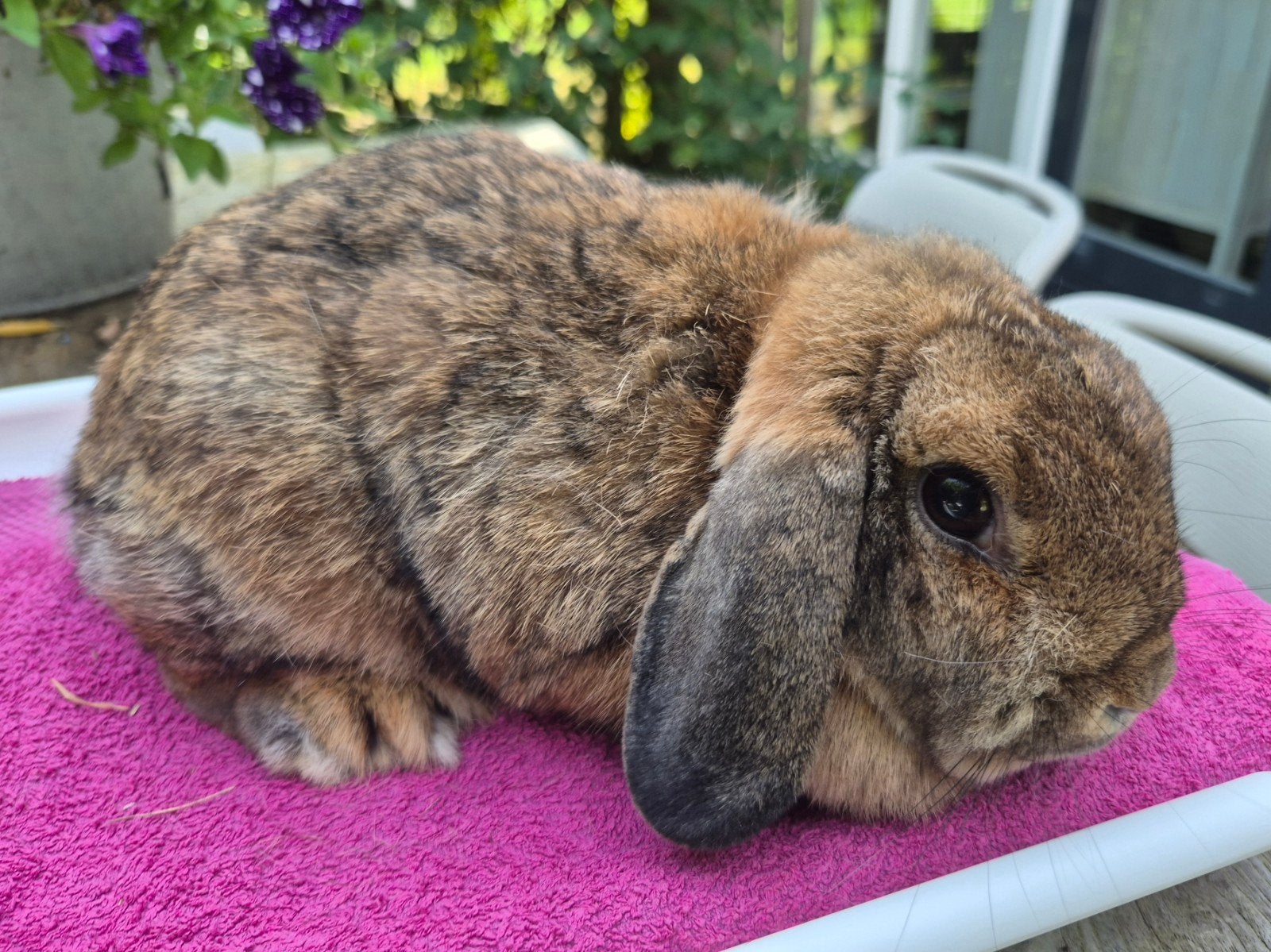 Leuke Nederlandse Hangoordwerg voedster, Meerdere dieren, Klein, Hangoor, 3 tot 5 jaar