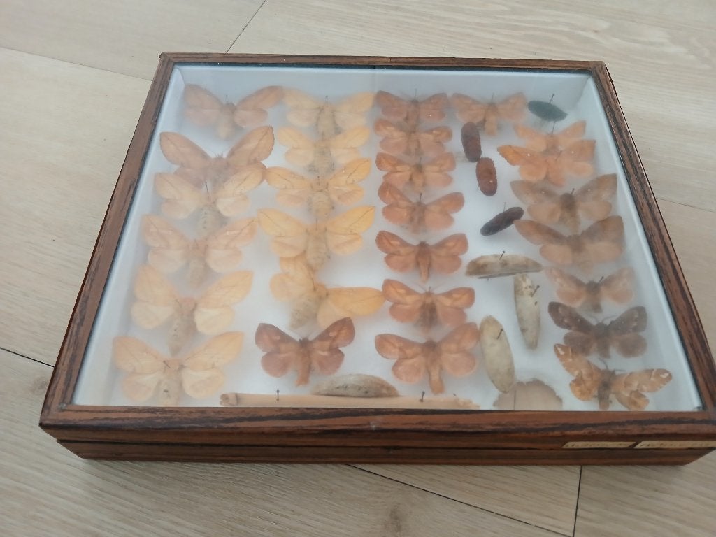 Verzameling van opgezette insecten in houten vitrine, Ophalen, Gebruikt, Insect, Opgezet dier