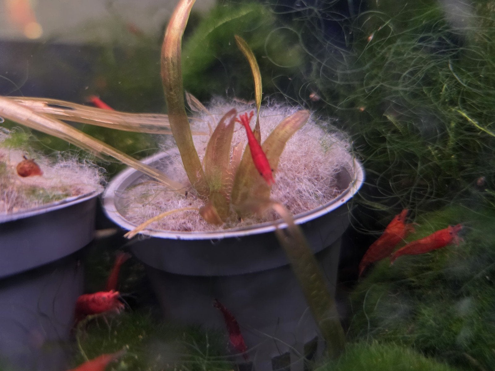 vuurgarnalen rode garnalen, Dieren en Toebehoren, Vissen | Aquariumvissen, Kreeft, Krab of Garnaal