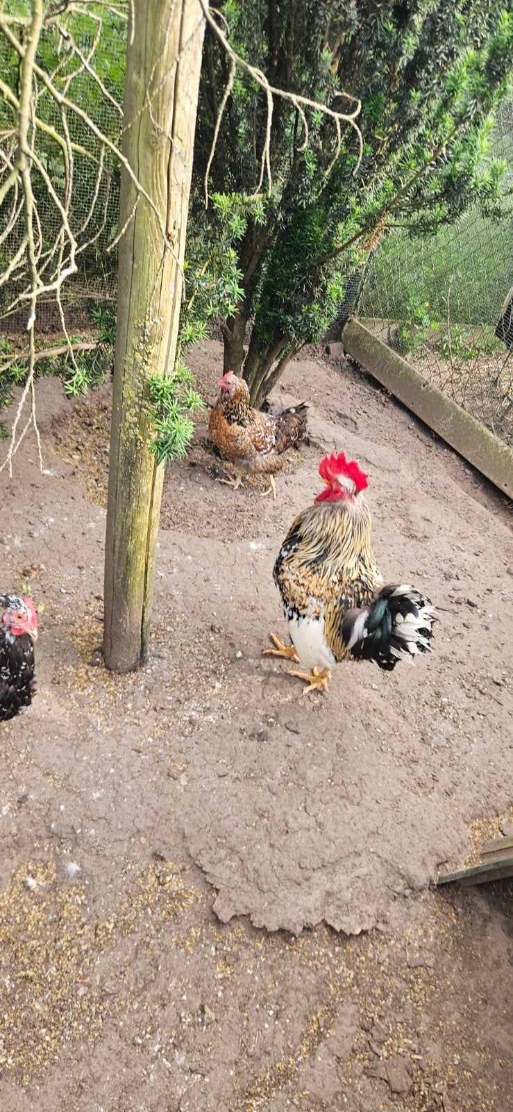 Broedeieren Zweedse bloemenkip, Dieren en Toebehoren, Geslacht onbekend, Kip