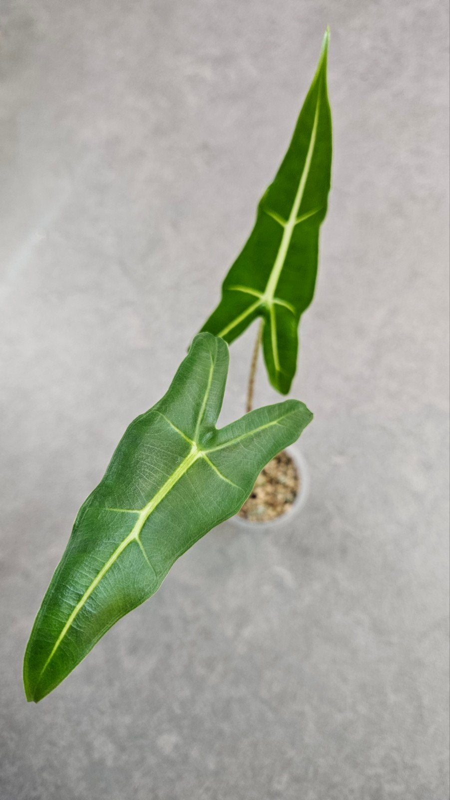 Alocasia Sarian, Ophalen of Verzenden