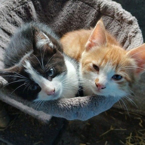 Kittens, Dieren en Toebehoren, Kortharig, 0 tot 2 jaar