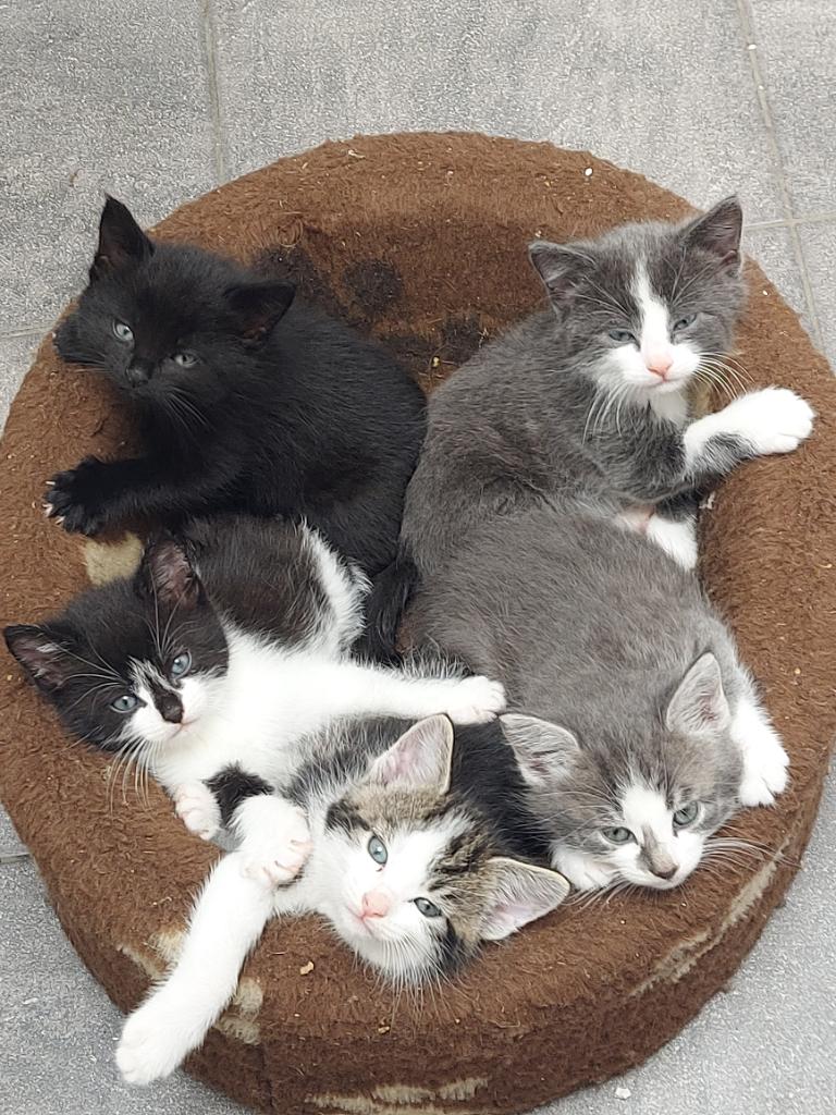 kittens poesje katertje kitten, Meerdere dieren, Ontwormd, 0 tot 2 jaar