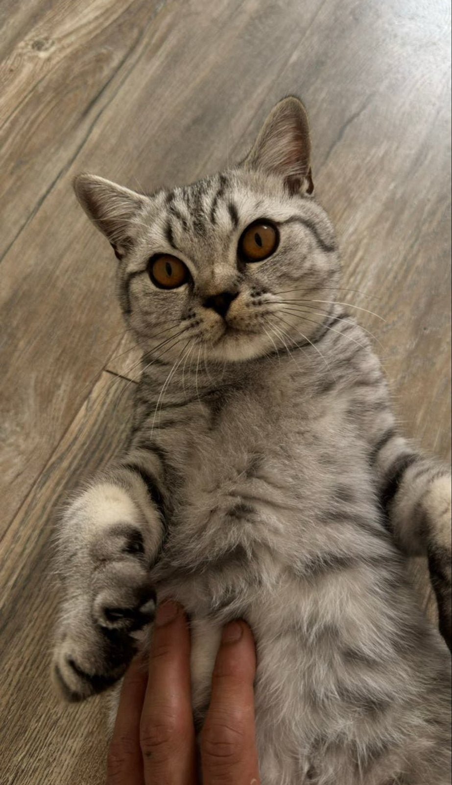 2 britse korthaar / katers te koop + gevaccineerd, Kater, Kortharig, 0 tot 2 jaar