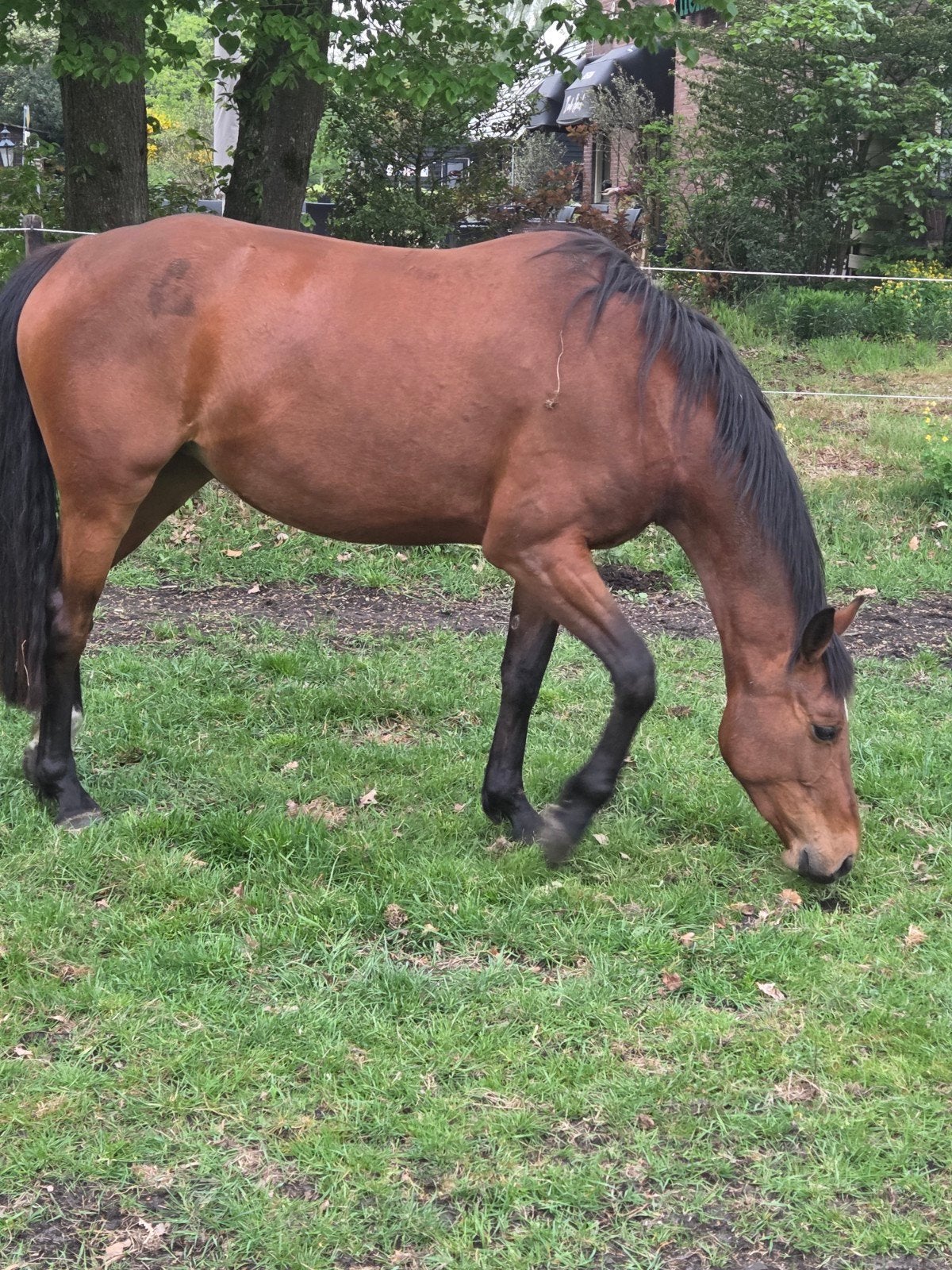 6 jarige merrie zadelmak maar groen, Merrie, Springpaard, Zadelmak, 3 tot 6 jaar
