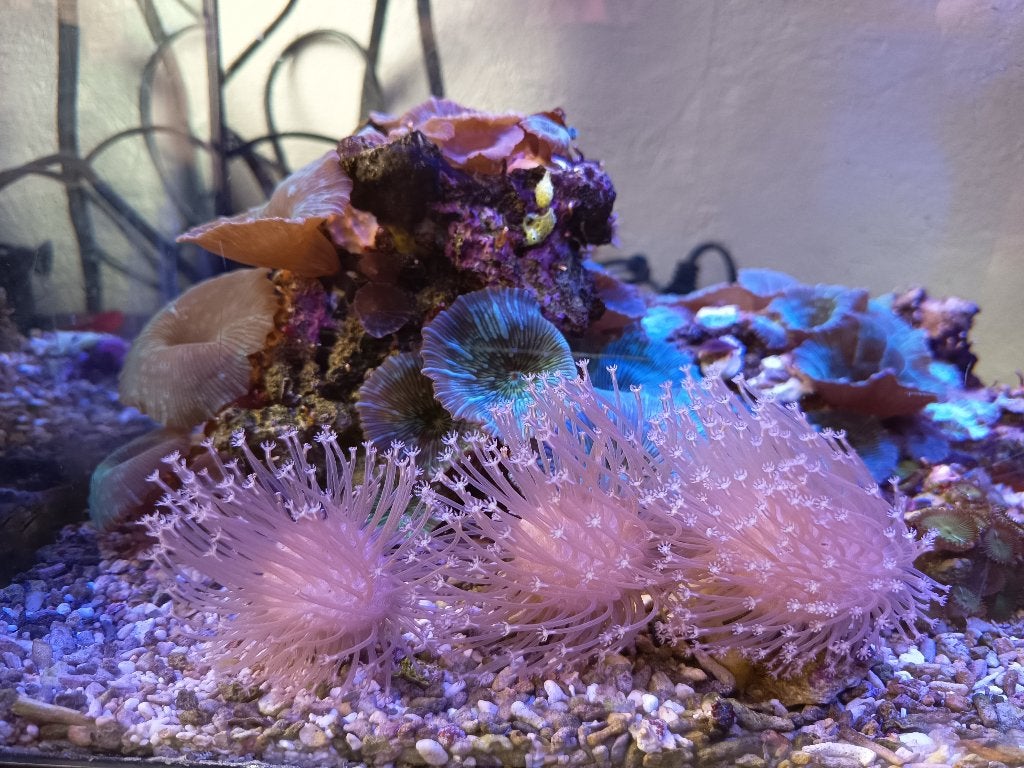 gehele inhoud zeeaquarium, Dieren en Toebehoren, Vissen | Aquaria en Toebehoren, Ophalen of Verzenden, Gebruikt, Gevuld zeewateraquarium