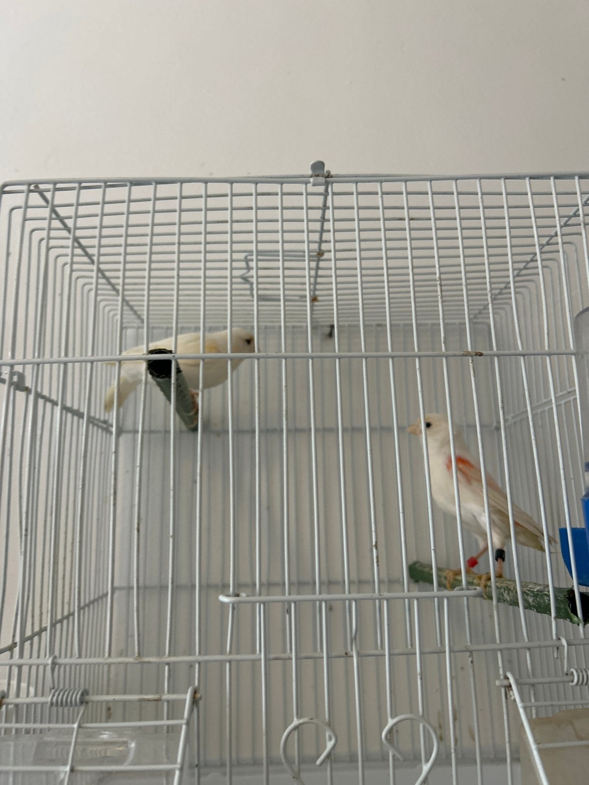 Een goeie witte koppel, Dieren en Toebehoren, Vogels | Overige Vogels, Geslacht onbekend