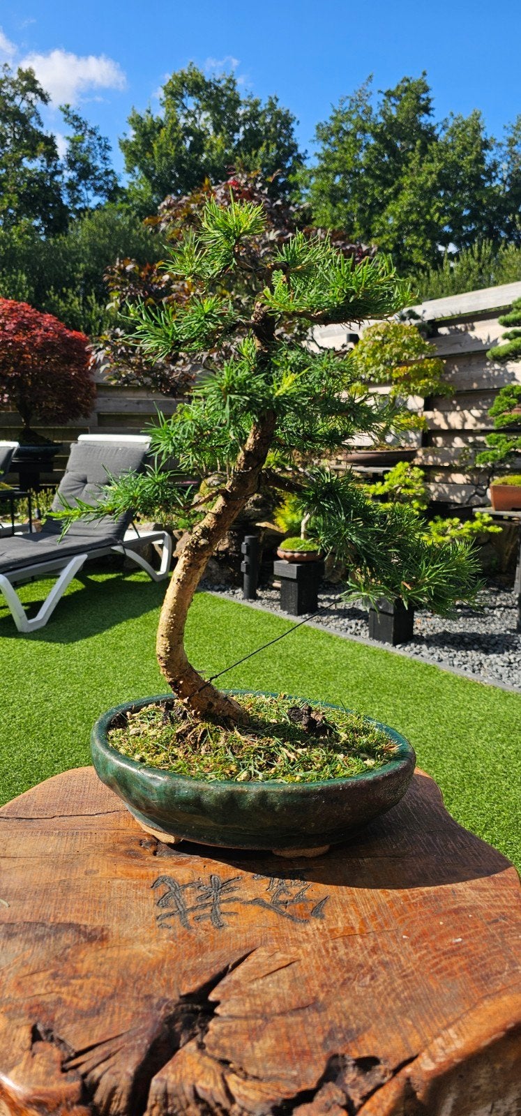 Larix Decidua Bonsai - Prachtige Lariks Bonsai, Volle zon, Vaste plant, Bloeit niet, Ophalen