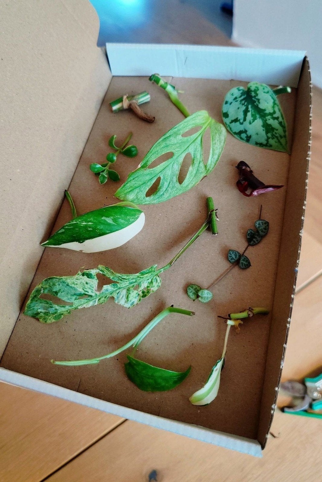 Stekjesbox variegata, Huis en Inrichting, Ophalen, Halfschaduw, Minder dan 100 cm