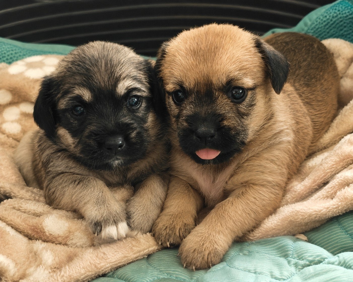 Te reserveren nog 2 puppy's meisjes/ teefjes Boomer x AHT, Dieren en Toebehoren, Honden | Chihuahua's en Gezelschapshonden, Overige rassen
