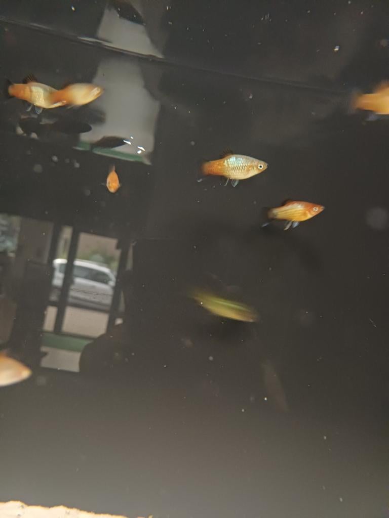 Platys, Vis