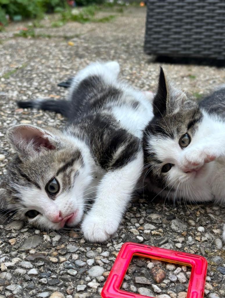 Kitten zoekt een fijn huisje (nog kattertje en poesje over), Poes, 0 tot 2 jaar