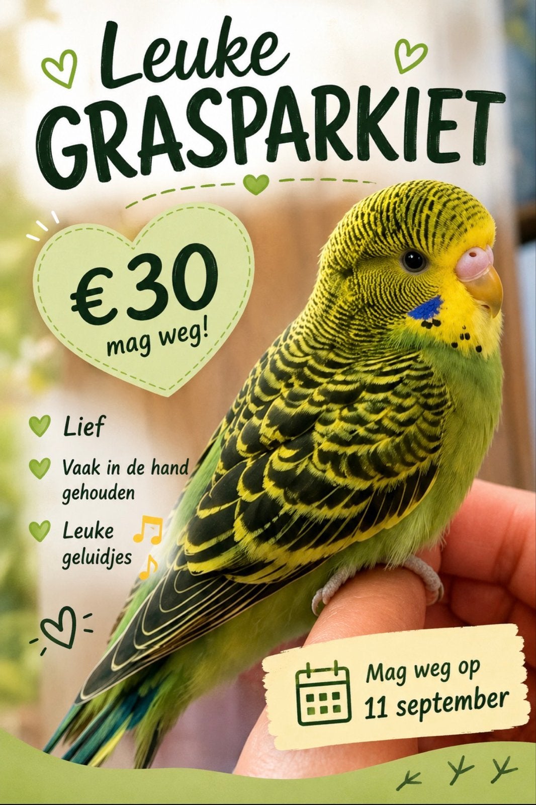 engelse grasparkiet, Dieren en Toebehoren, Vogels | Parkieten en Papegaaien, Geslacht onbekend, Parkiet