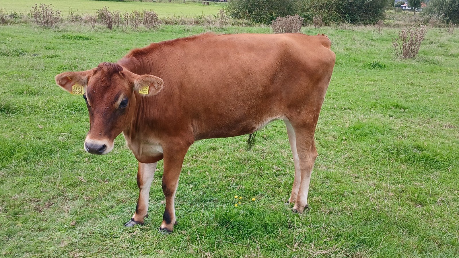 twee jersey pinken, Vrouwelijk