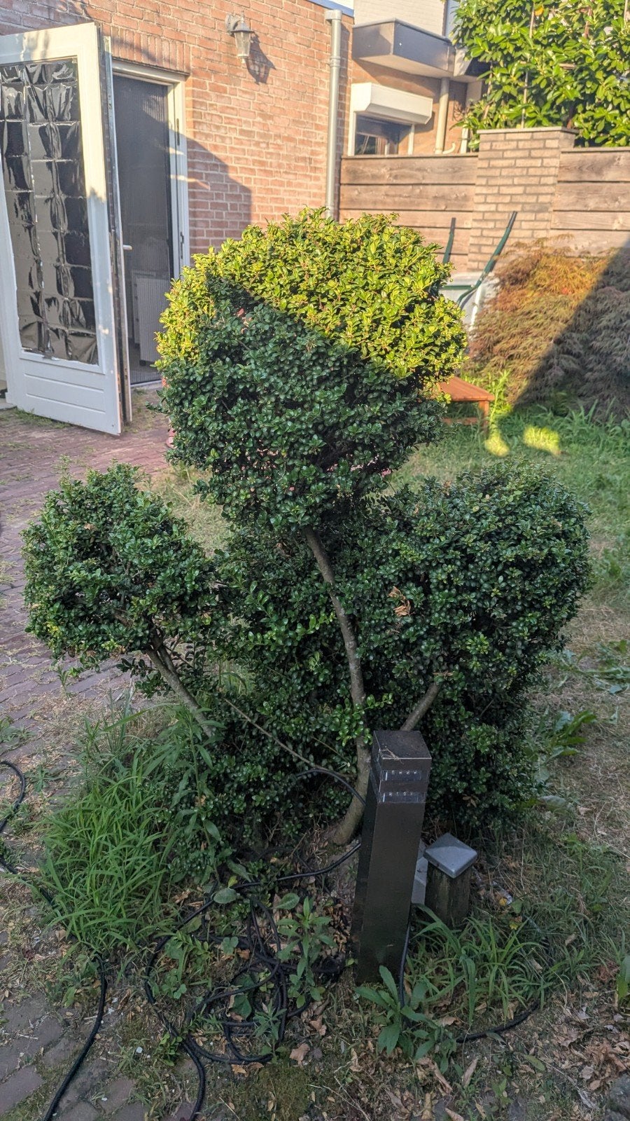 Japanse Hulst Struik, Ophalen, Vaste plant, Overige soorten, Halfschaduw