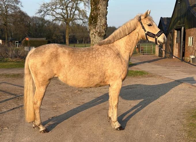 Prachtige 4 jarige palomino pony (145) - braaf en eerlijk, Dieren en Toebehoren, Pony's, Merrie, 3 tot 6 jaar