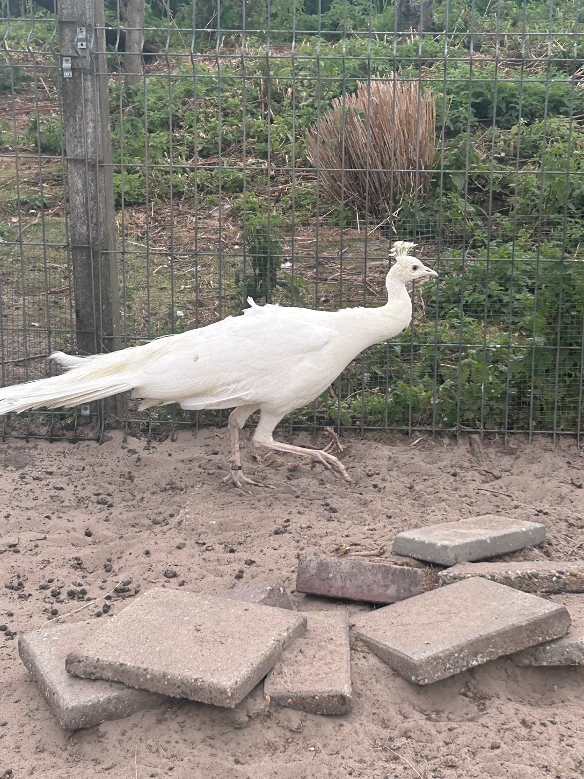 Pauwen, Meerdere dieren