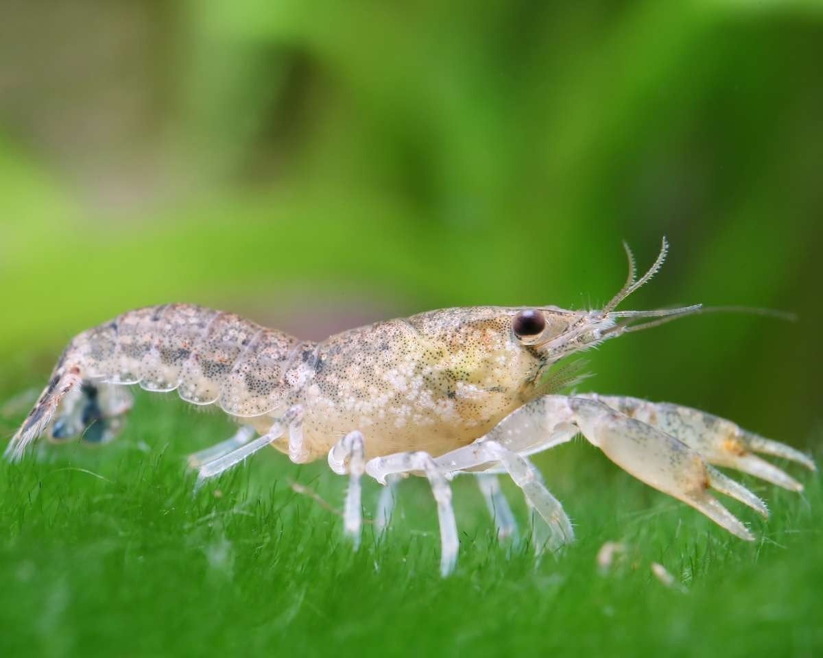 Cambarellus diminutus – dwergkreeftjes te koop 3+1 gratis, Dieren en Toebehoren, Vissen | Aquariumvissen, Kreeft, Krab of Garnaal