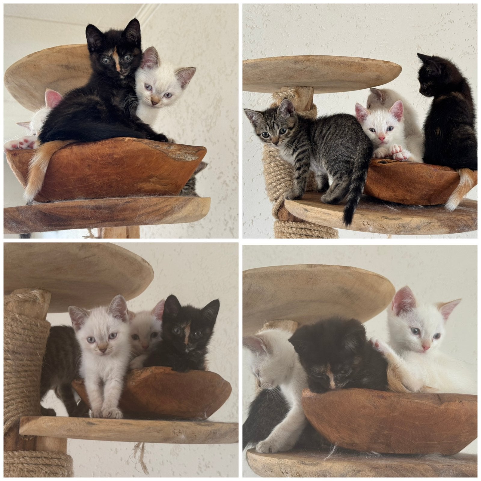 Lieve sociale Siamese x Britse kittens mogen verhuizen, Meerdere dieren, Gechipt, 0 tot 2 jaar