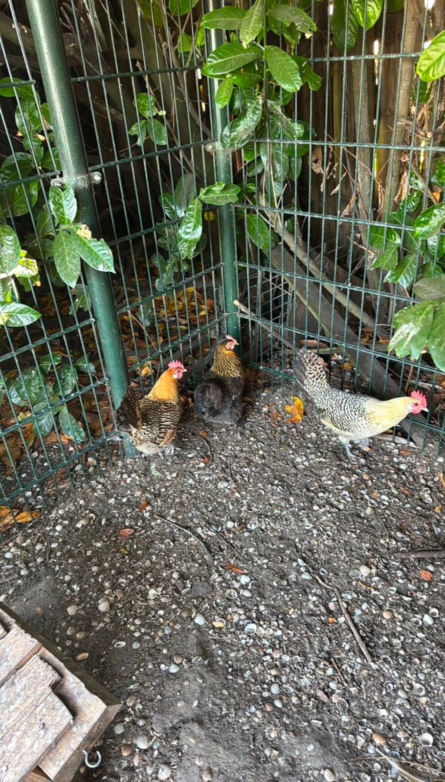Kippen, Dieren en Toebehoren, Pluimvee, Vrouwelijk, Kip