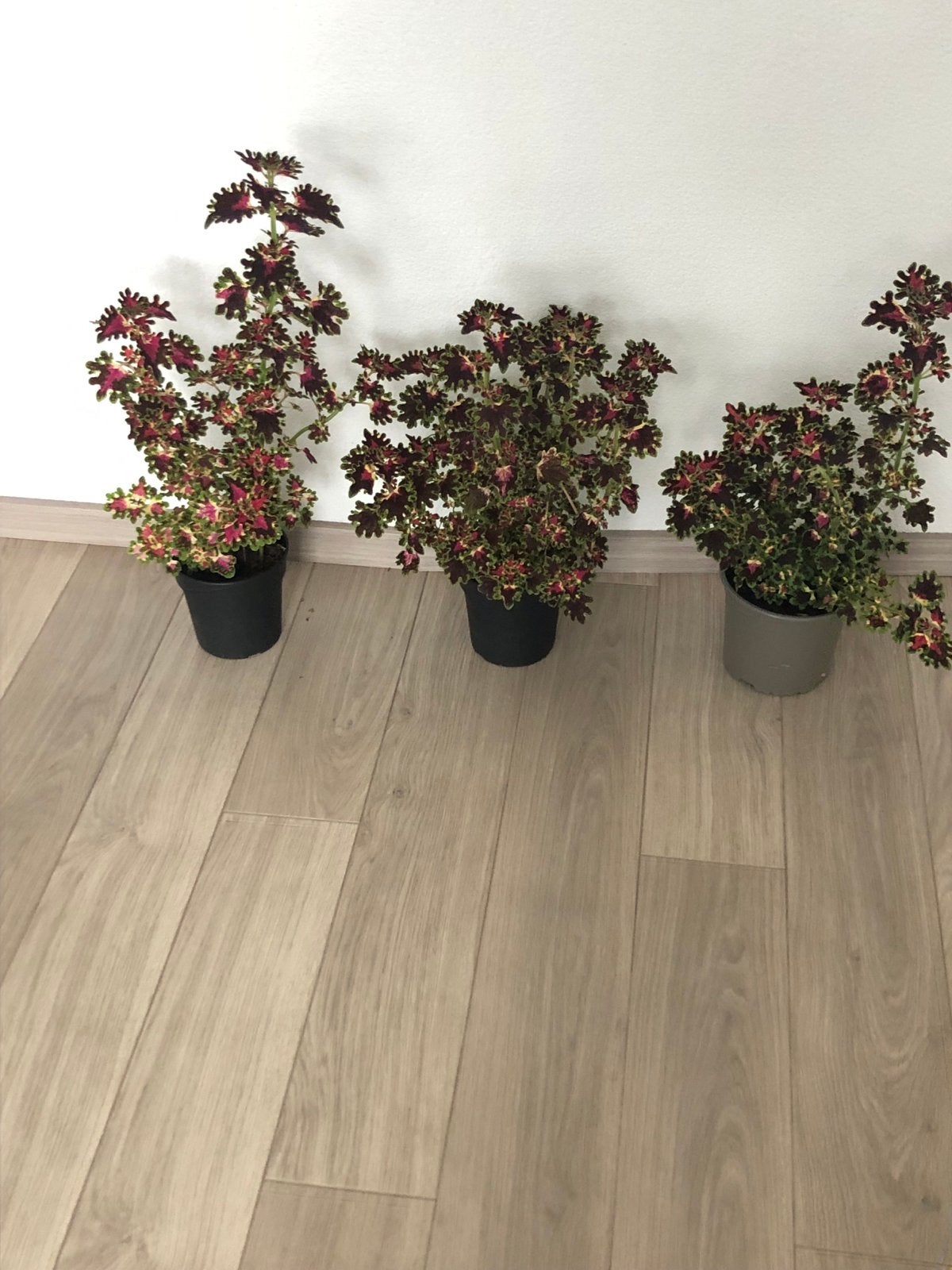 Prachtige Coleus planten, Eenjarig, Bloeit niet, Halfschaduw, Ophalen