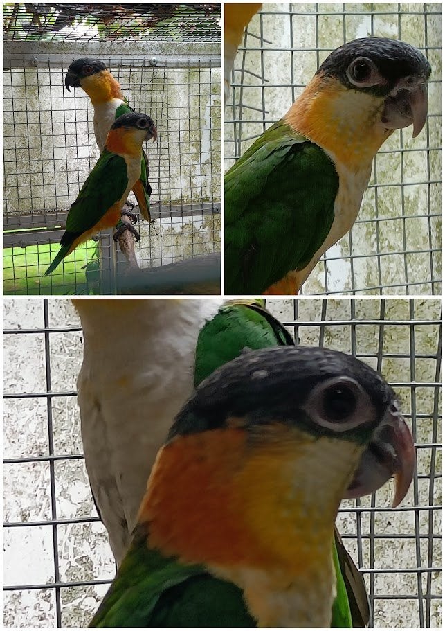 zwartkop caique, Mannelijk, Papegaai, Geringd