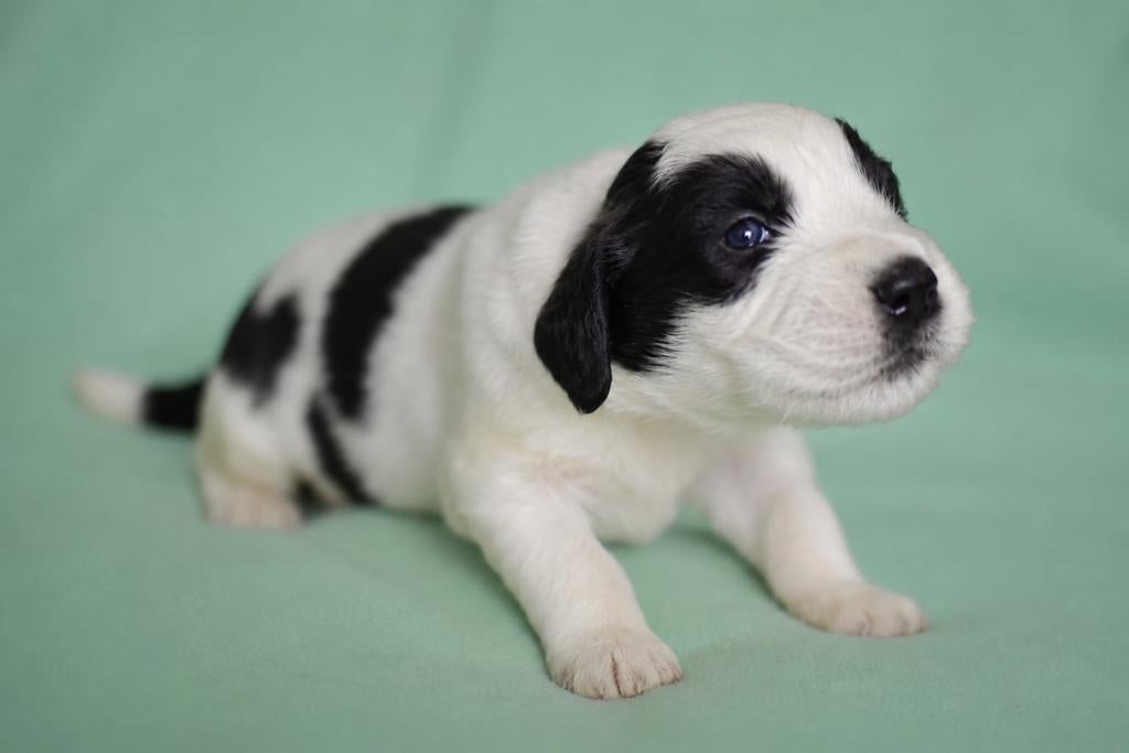 Doodle pups, Dieren en Toebehoren, Parvo, Reu, 8 tot 15 weken, Groot
