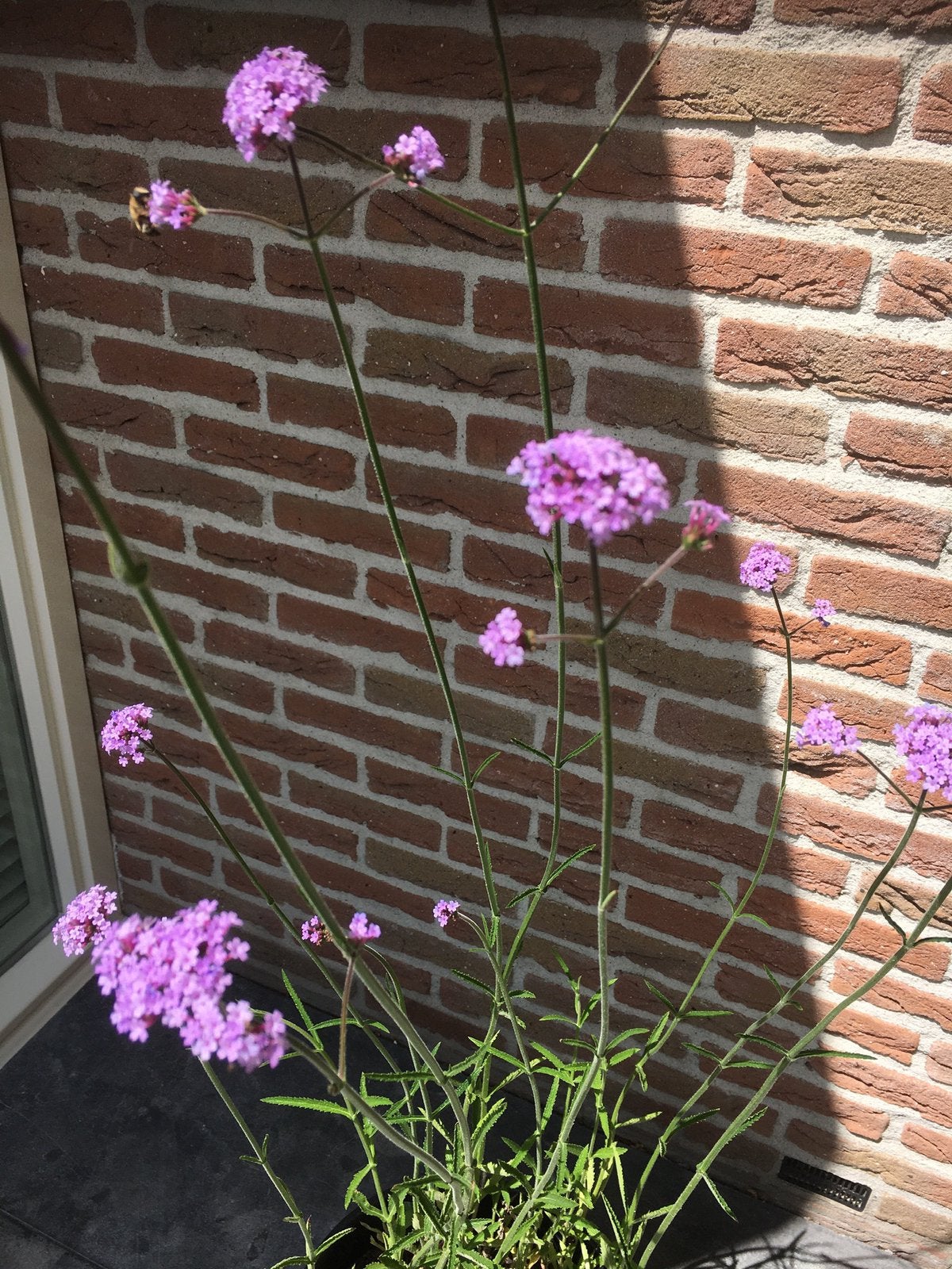 Te koop Stekken in pot Verbena Bonariensis, Ophalen, Overige soorten, Volle zon