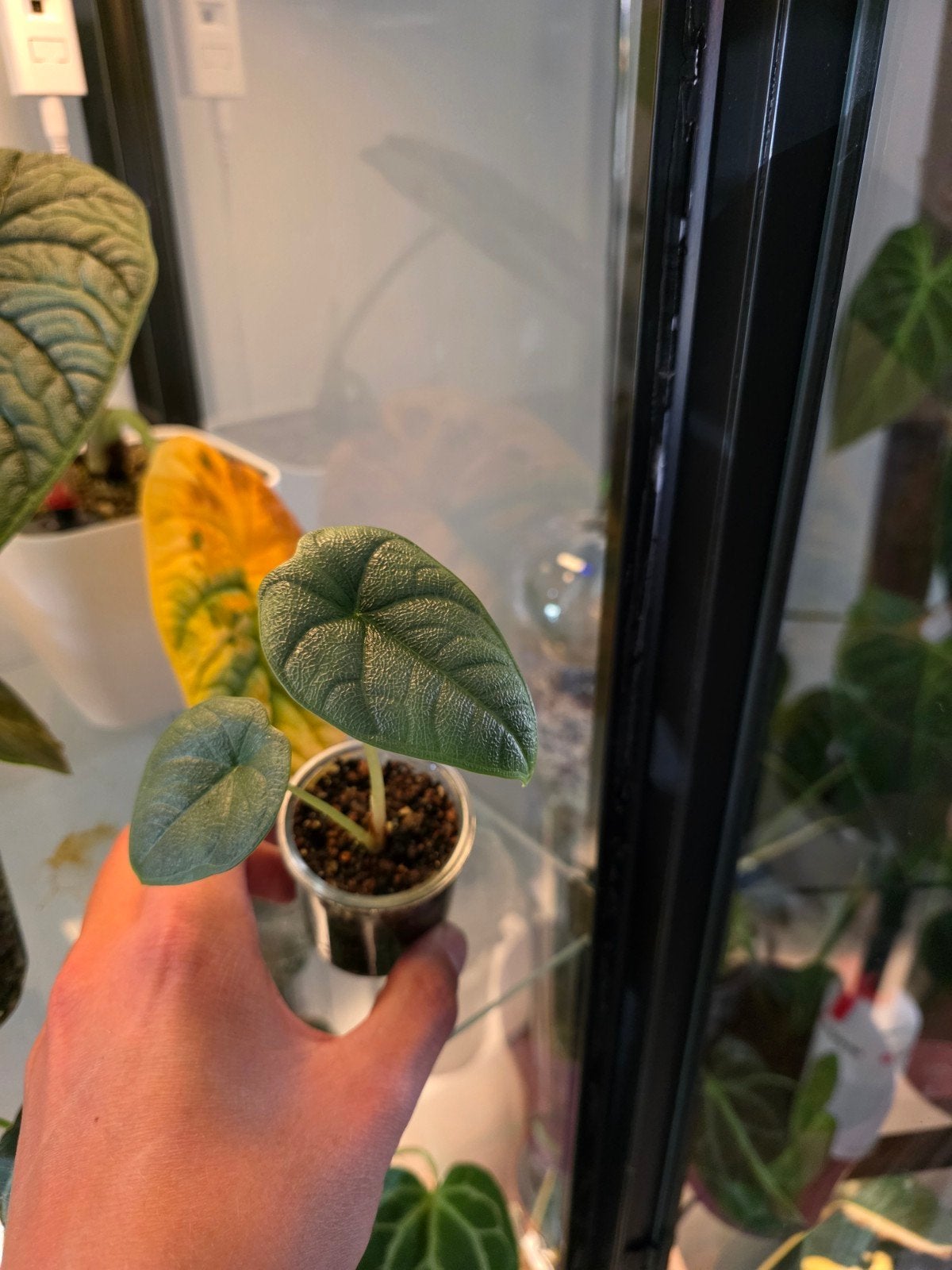 Mooi alocasia melo plantje, Overige soorten, Minder dan 100 cm, Groene kamerplant, Halfschaduw