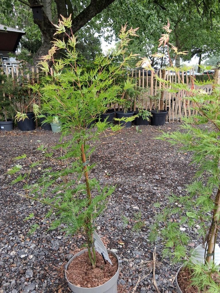 Acer palmatum dissectum, Ophalen, Bloeit niet, Halfschaduw, Overige soorten