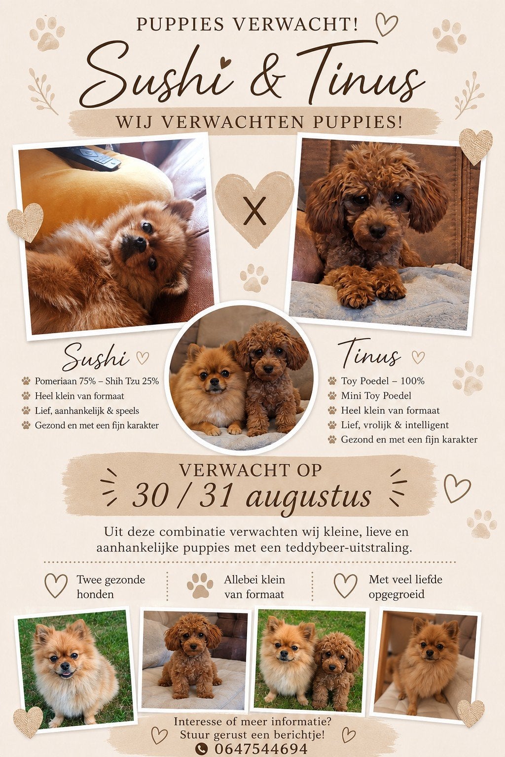 Pomapoos verwacht eind augustus, Poedel, 8 tot 15 weken, Meerdere, Meerdere dieren