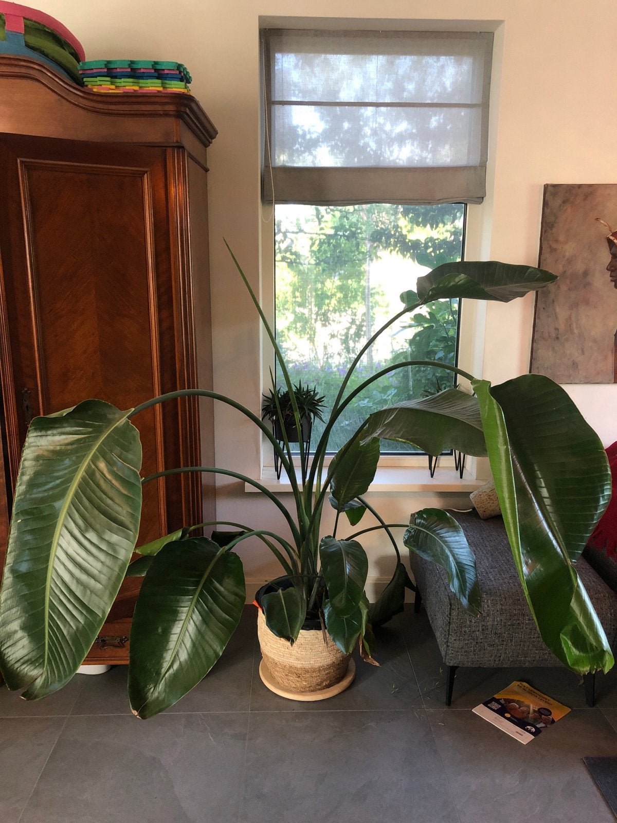 Grote Strelitzia Nicolai (Paradijsvogelplant), Huis en Inrichting, Kamerplanten, Ophalen, Overige soorten, Halfschaduw, In pot