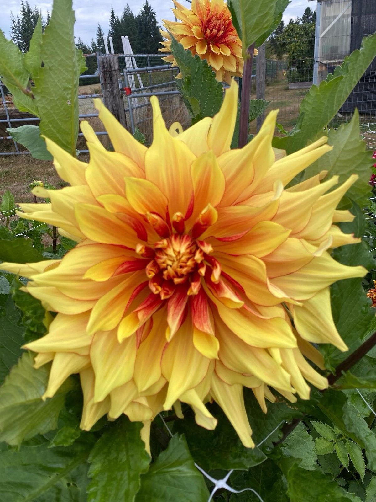 Dahlia's in diverse soorten (5L en 8L pot), Volle zon, Vaste plant, Zomer, Ophalen