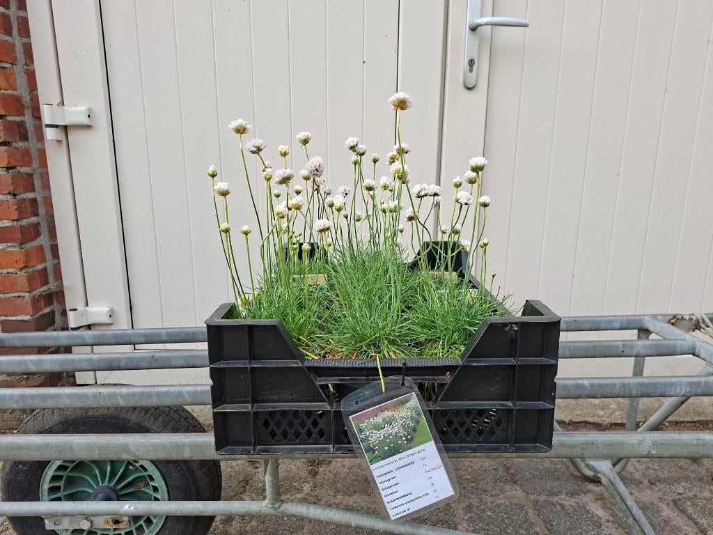 Bloeiende Armeria maritima 'Alba' (Engelsgras) in pot!, Ophalen, Overige soorten, Volle zon