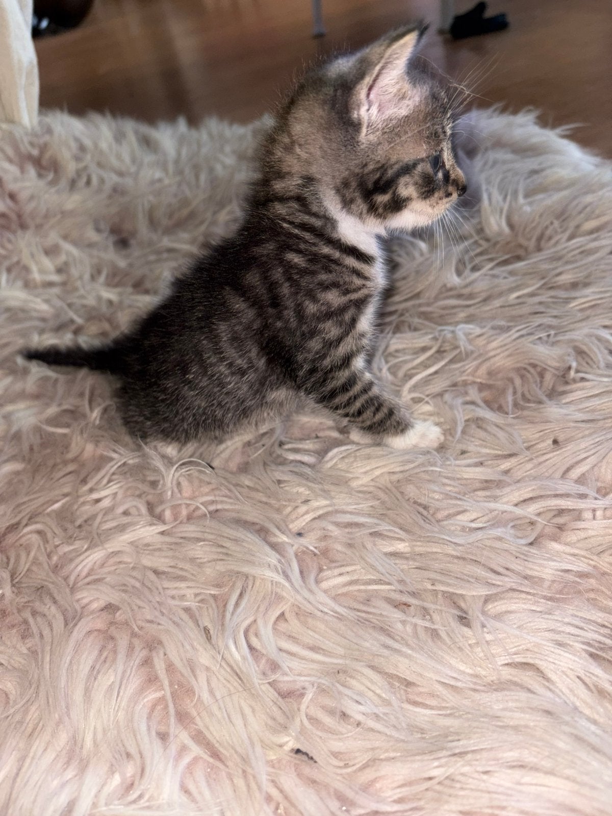 Kittens, Poes, Ontwormd, 0 tot 2 jaar