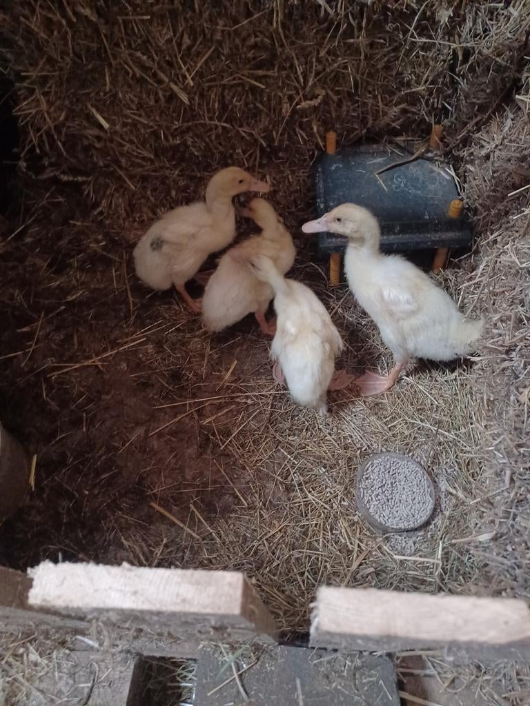 Te koop 4 jonge loopeenden., Geslacht onbekend