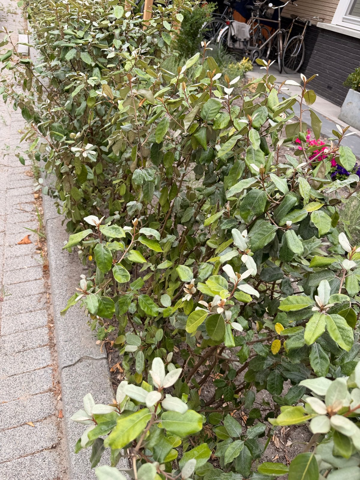 17 Eleagnus ebbingei planten - Groenblijvende heester, Vaste plant, Halfschaduw, Herfst, Ophalen