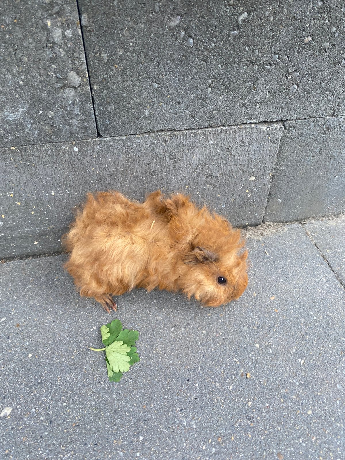 Jonge cavias mogen huis verlaten, Cavia, Meerdere dieren, Tam, September