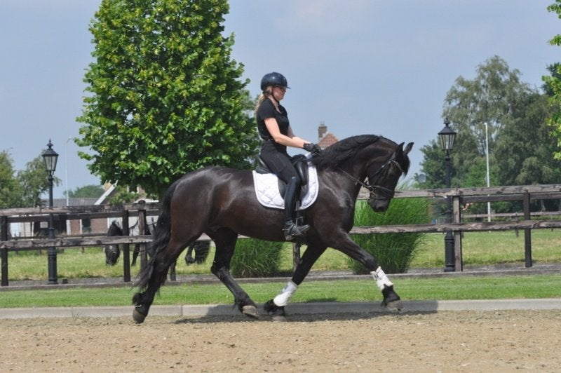 4 jarige Friese merrie v.Jehannes, Merrie, Dressuurpaard, 3 tot 6 jaar, 165 tot 170 cm