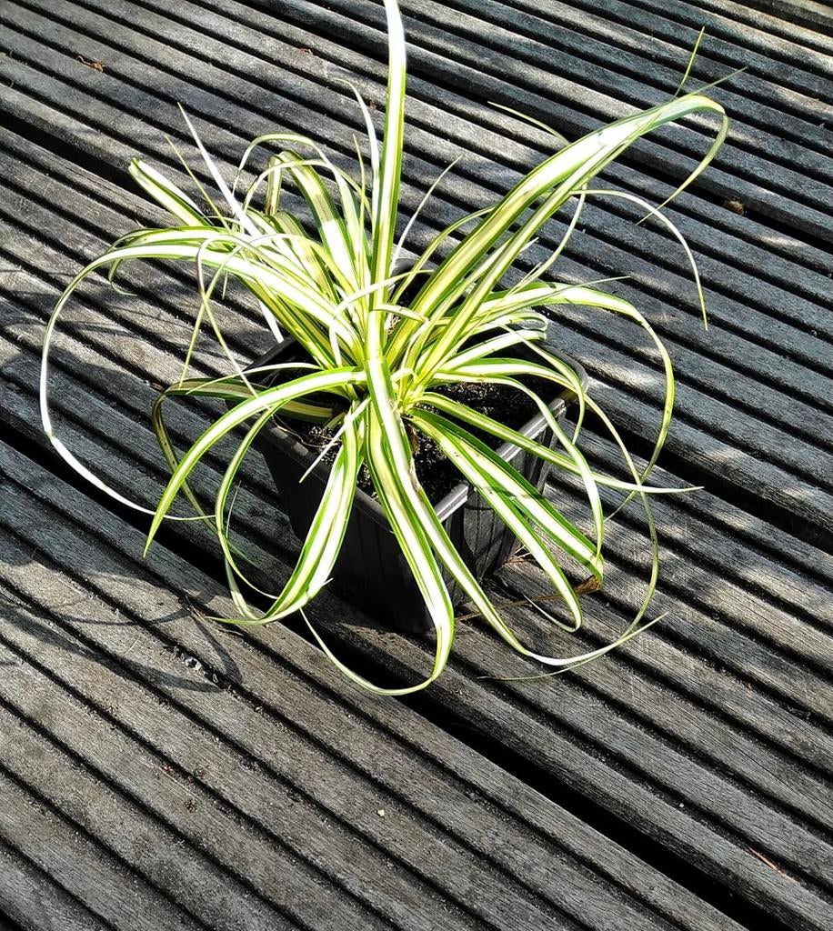 Carex evergold, Ophalen, Siergrassen, Halfschaduw