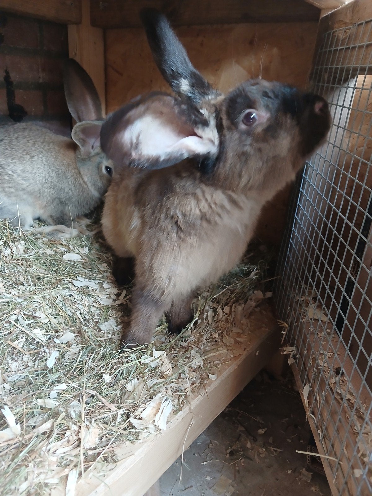Duitse reus rammen, Dieren en Toebehoren, Konijnen, Mannelijk, Groot