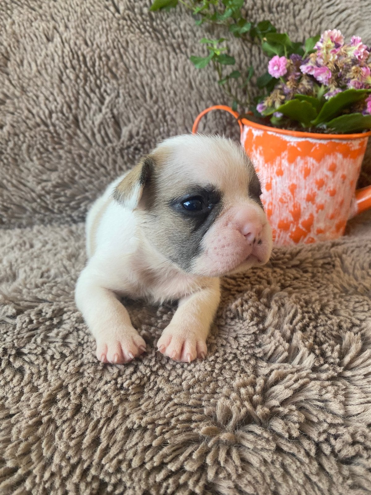 Franse Bulldog pups, Dieren en Toebehoren, 8 tot 15 weken, Parvo, Bulldog, Meerdere