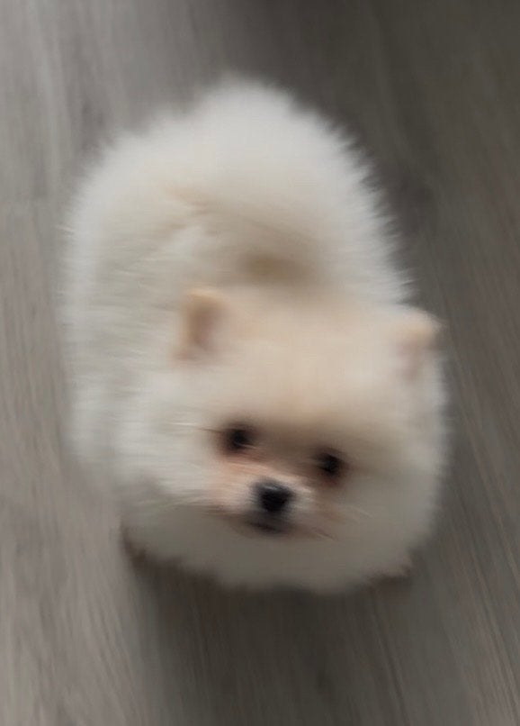 Pomeriaan Pup Reu NL Nest, Dieren en Toebehoren, Honden | Poolhonden, Keeshonden en Oertypen, Parvo, Keeshond, Reu, 8 tot 15 weken