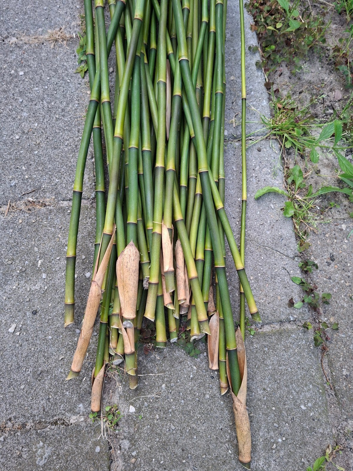 Bamboe stokken om zelf scherm/ schutting te maken, Tuin en Terras, Ophalen, Hout, Minder dan 3 meter, 1 tot 2 meter