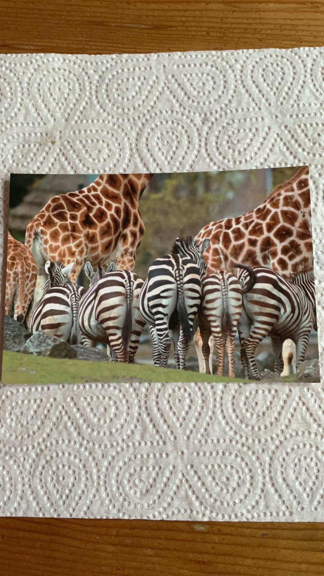 Postkaart - Dierenpark Emmen, Ophalen of Verzenden, 1980 tot heden, Ongelopen, Wild dier